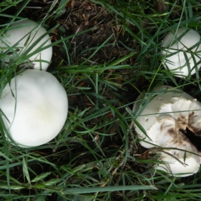 Agaricus sp. (Agaricus) at Acton, ACT - 13 Nov 2015 by RyuCallaway