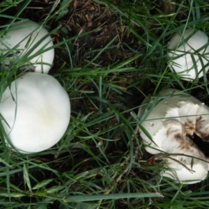 Agaricus sp. at Acton, ACT - 13 Nov 2015