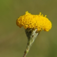 Leptorhynchos squamatus (Scaly Buttons) at Nicholls, ACT - 8 Nov 2015 by gavinlongmuir