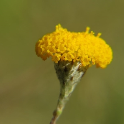 Leptorhynchos squamatus (Scaly Buttons) at Nicholls, ACT - 8 Nov 2015 by gavinlongmuir