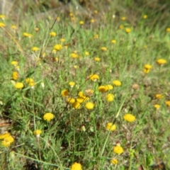 Leptorhynchos squamatus at Nicholls, ACT - 8 Nov 2015