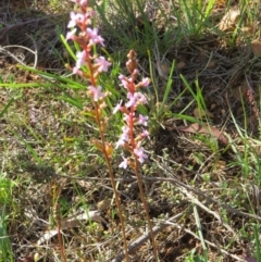 Stylidium (genus) (Trigger Plant) at Nicholls, ACT - 8 Nov 2015 by gavinlongmuir