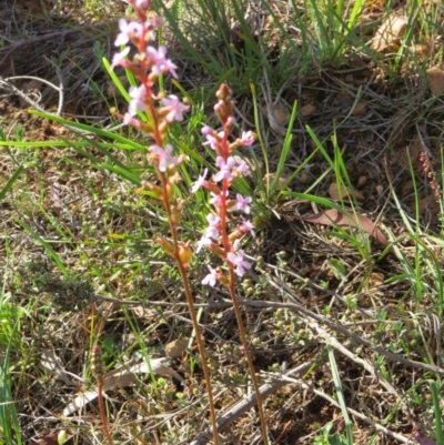 Stylidium (genus) (Trigger Plant) at Nicholls, ACT - 8 Nov 2015 by gavinlongmuir