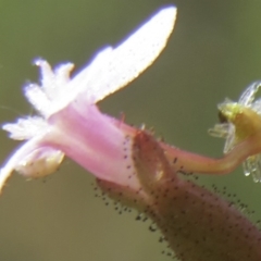 Stylidium sp. at Nicholls, ACT - 8 Nov 2015 03:00 PM