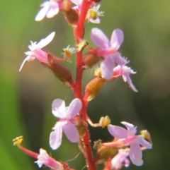 Stylidium sp. at Nicholls, ACT - 8 Nov 2015 03:00 PM