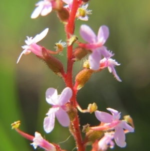 Stylidium sp. at Nicholls, ACT - 8 Nov 2015