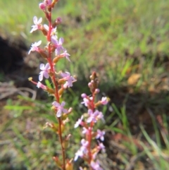 Stylidium sp. at Nicholls, ACT - 8 Nov 2015 03:00 PM