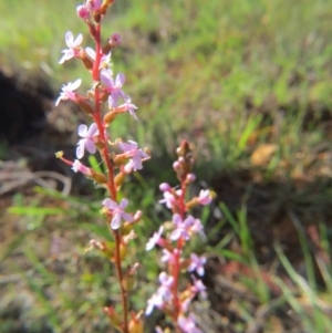 Stylidium sp. at Nicholls, ACT - 8 Nov 2015 03:00 PM