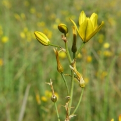 Bulbine bulbosa (Golden Lily) at Nicholls, ACT - 8 Nov 2015 by gavinlongmuir