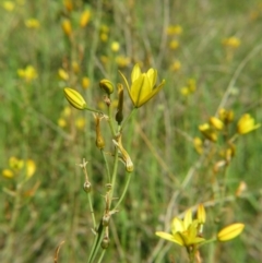 Bulbine bulbosa at Nicholls, ACT - 8 Nov 2015 02:53 PM