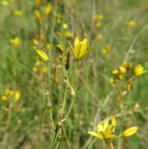 Bulbine bulbosa at Nicholls, ACT - 8 Nov 2015