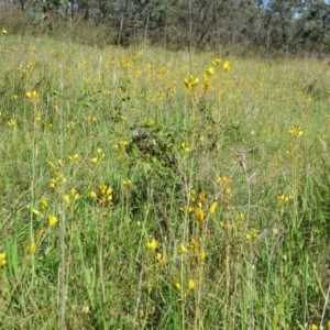 Bulbine bulbosa at Nicholls, ACT - 8 Nov 2015 02:53 PM