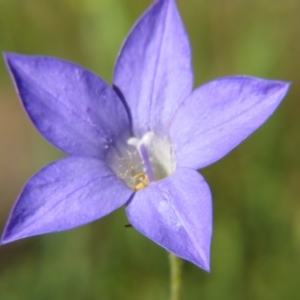 Wahlenbergia sp. at Nicholls, ACT - 8 Nov 2015