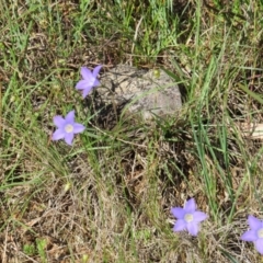 Wahlenbergia sp. at Nicholls, ACT - 8 Nov 2015