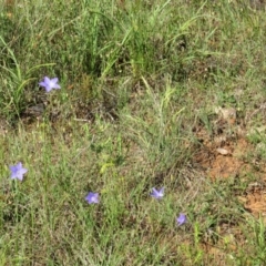 Wahlenbergia sp. at Nicholls, ACT - 8 Nov 2015