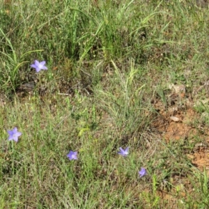 Wahlenbergia sp. at Nicholls, ACT - 8 Nov 2015