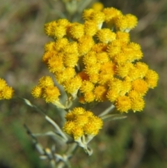 Chrysocephalum semipapposum (Clustered Everlasting) at Nicholls, ACT - 8 Nov 2015 by gavinlongmuir