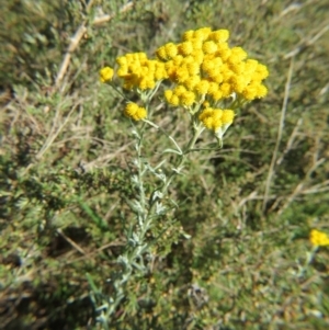 Chrysocephalum semipapposum at Nicholls, ACT - 8 Nov 2015 02:50 PM