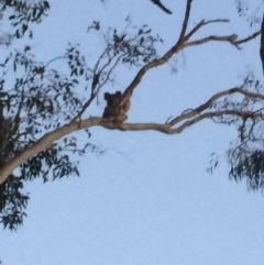 Phascolarctos cinereus (Koala) at Bellmere, QLD - 13 Nov 2015 by kaylakraut