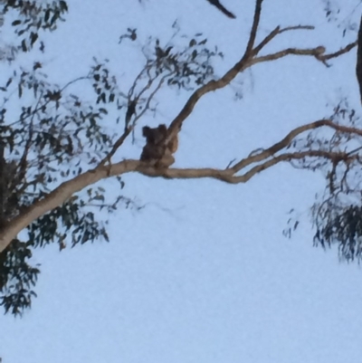 Phascolarctos cinereus (Koala) at Bellmere, QLD - 13 Nov 2015 by kaylakraut