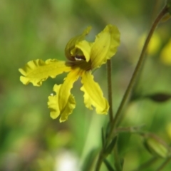 Goodenia paradoxa (Spur Goodenia) at Nicholls, ACT - 8 Nov 2015 by gavinlongmuir