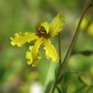 Goodenia paradoxa at Nicholls, ACT - 8 Nov 2015