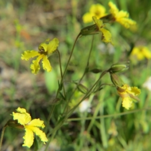 Goodenia paradoxa at Nicholls, ACT - 8 Nov 2015