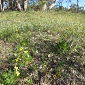 Goodenia paradoxa at Nicholls, ACT - 8 Nov 2015