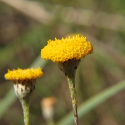 Leptorhynchos squamatus (Scaly Buttons) at Nicholls, ACT - 8 Nov 2015 by gavinlongmuir