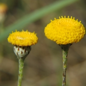 Leptorhynchos squamatus at Nicholls, ACT - 8 Nov 2015