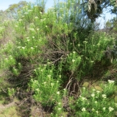 Cassinia longifolia at Nicholls, ACT - 8 Nov 2015 02:38 PM