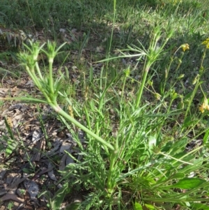 Eryngium ovinum at Nicholls, ACT - 8 Nov 2015