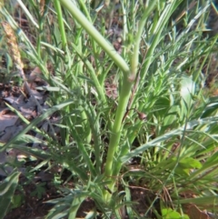 Eryngium ovinum at Nicholls, ACT - 8 Nov 2015 03:17 PM