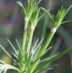 Eryngium ovinum at Nicholls, ACT - 8 Nov 2015