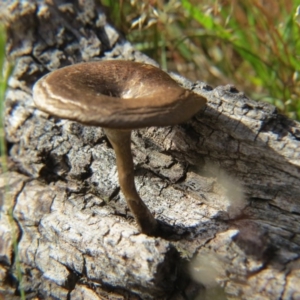 Lentinus arcularius at Nicholls, ACT - 8 Nov 2015 02:35 PM