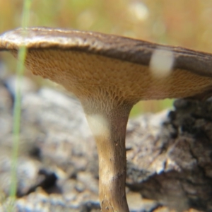 Lentinus arcularius at Nicholls, ACT - 8 Nov 2015 02:35 PM