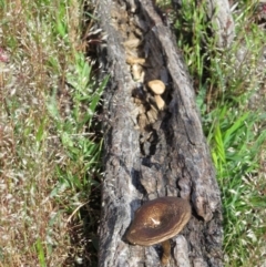 Lentinus arcularius at Nicholls, ACT - 8 Nov 2015 02:35 PM