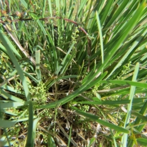 Lomandra filiformis at Nicholls, ACT - 8 Nov 2015