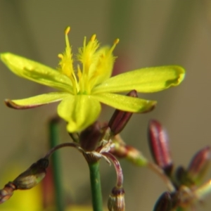 Tricoryne elatior at Nicholls, ACT - 8 Nov 2015 02:12 PM