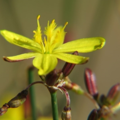 Tricoryne elatior (Yellow Rush Lily) at Nicholls, ACT - 8 Nov 2015 by gavinlongmuir