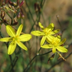 Tricoryne elatior at Nicholls, ACT - 8 Nov 2015