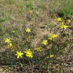 Tricoryne elatior at Nicholls, ACT - 8 Nov 2015 02:12 PM