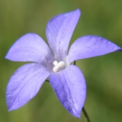 Wahlenbergia sp. (Bluebell) at Nicholls, ACT - 8 Nov 2015 by gavinlongmuir