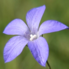 Wahlenbergia sp. (Bluebell) at Percival Hill - 8 Nov 2015 by gavinlongmuir