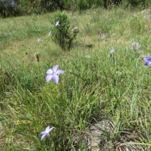 Wahlenbergia sp. at Nicholls, ACT - 8 Nov 2015 02:06 PM