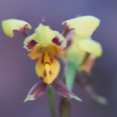 Diuris sulphurea (Tiger Orchid) at Nicholls, ACT - 25 Oct 2015 by gavinlongmuir