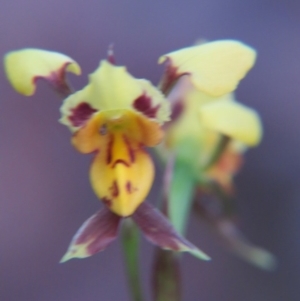 Diuris sulphurea at Nicholls, ACT - suppressed