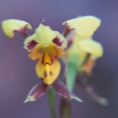 Diuris sulphurea (Tiger Orchid) at Percival Hill - 25 Oct 2015 by gavinlongmuir