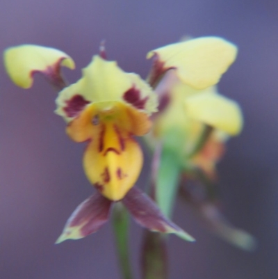 Diuris sulphurea (Tiger Orchid) at Nicholls, ACT - 25 Oct 2015 by gavinlongmuir
