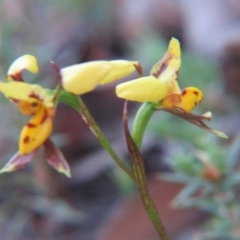 Diuris sulphurea at Nicholls, ACT - suppressed